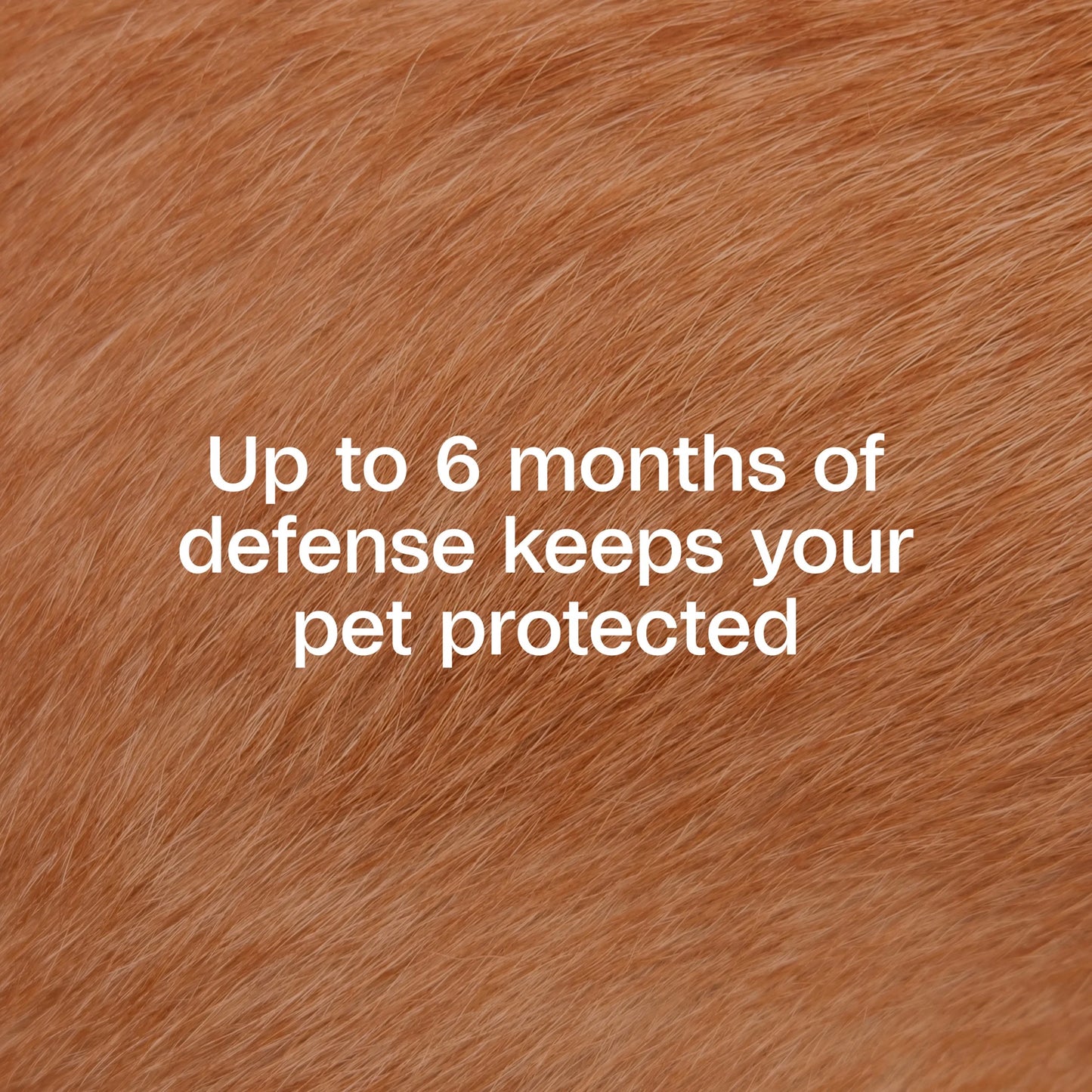 Flea & Tick Collar for Dogs & Puppies ( 12 Months )