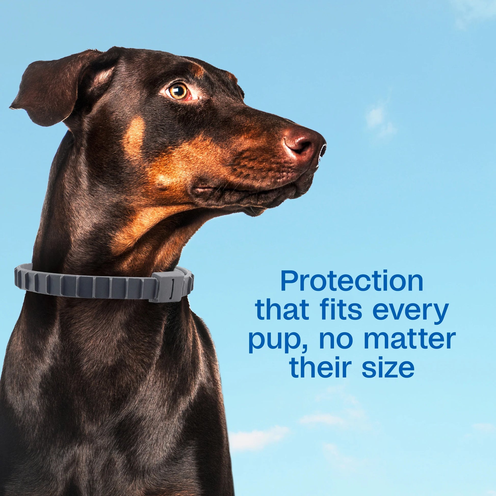 Flea & Tick Collar for Dogs & Puppies ( 12 Months )