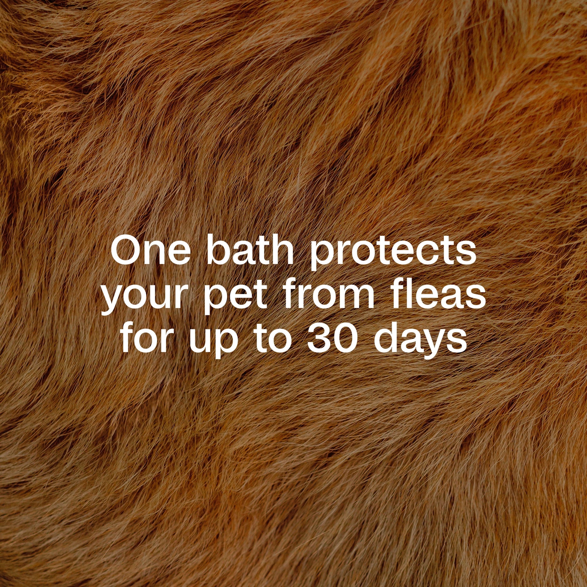 Flea & Tick Cleansing Shampoo for Dogs (12 Ounces)