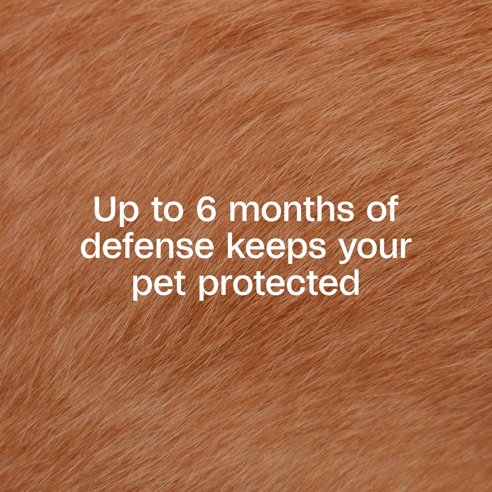 Flea & Tick Collar for Dogs & Puppies ( 12 Months )